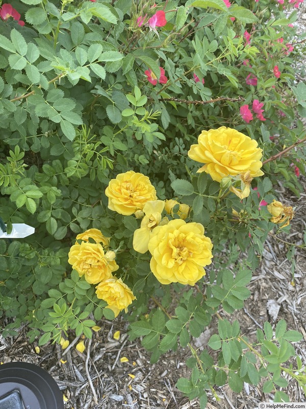 '<i>Rosa foetida</i> 'Persian Yellow'' rose photo