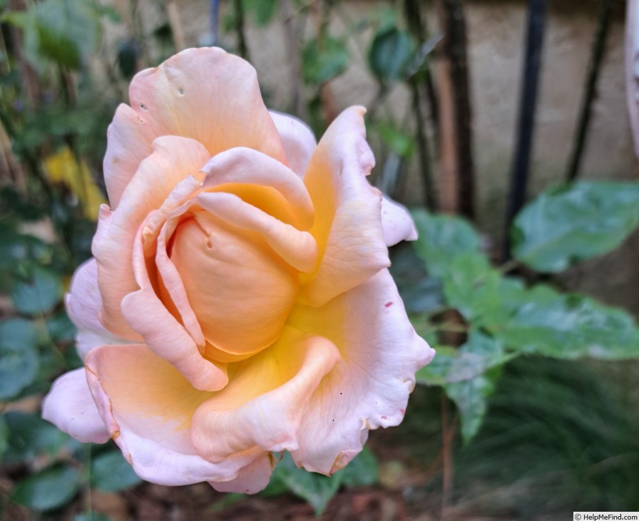 'Grande Duchesse Louise ®' rose photo
