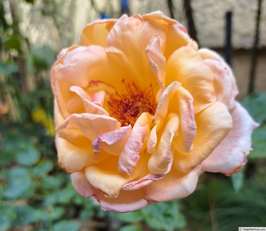 'Grande Duchesse Louise ®' rose photo