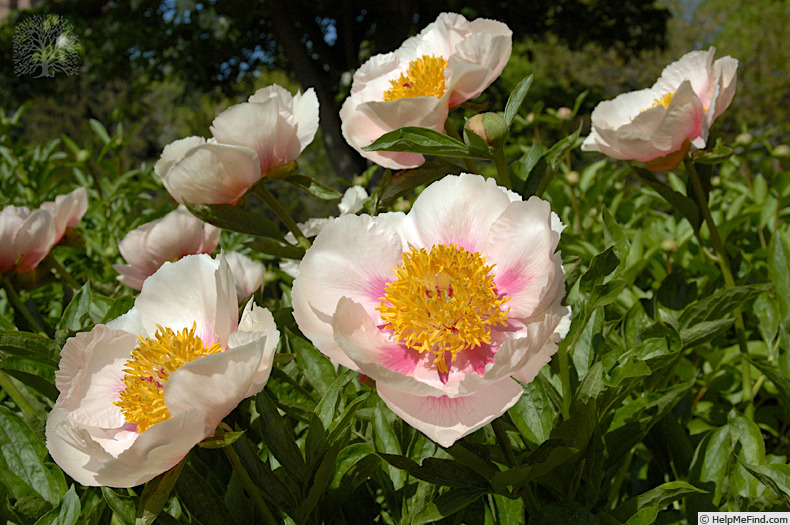 'Athena' peony photo