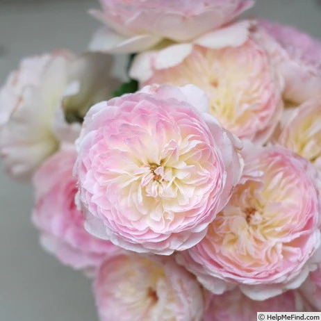 'Malines' rose photo