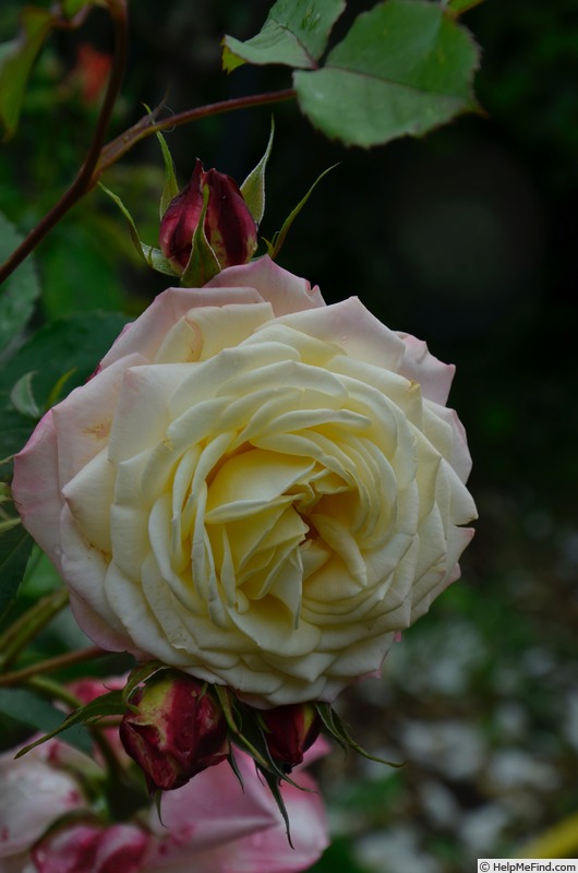 'Belle Louise ®  (shrub, Massad before 2018)' rose photo