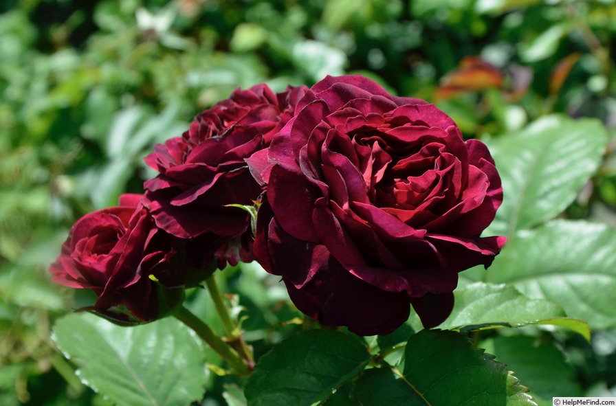 'Christian Tetedoie ®' rose photo