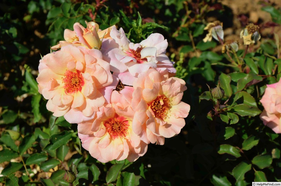 'Thibault Nicoloff ®' rose photo