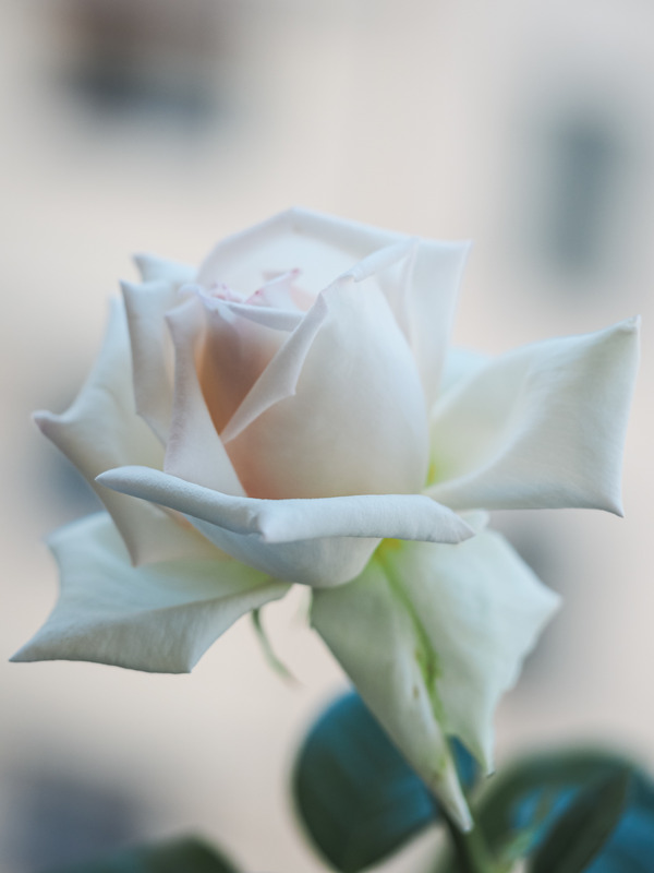 'MEIbokir' rose photo