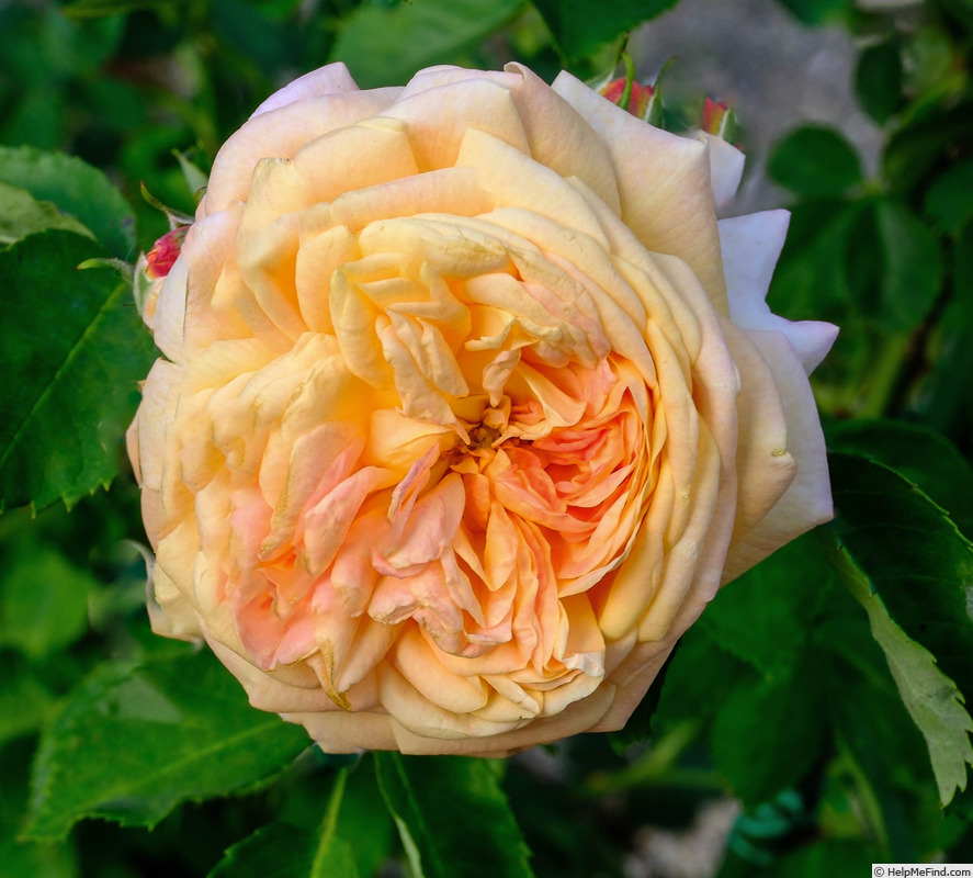 'The Alchymist' rose photo