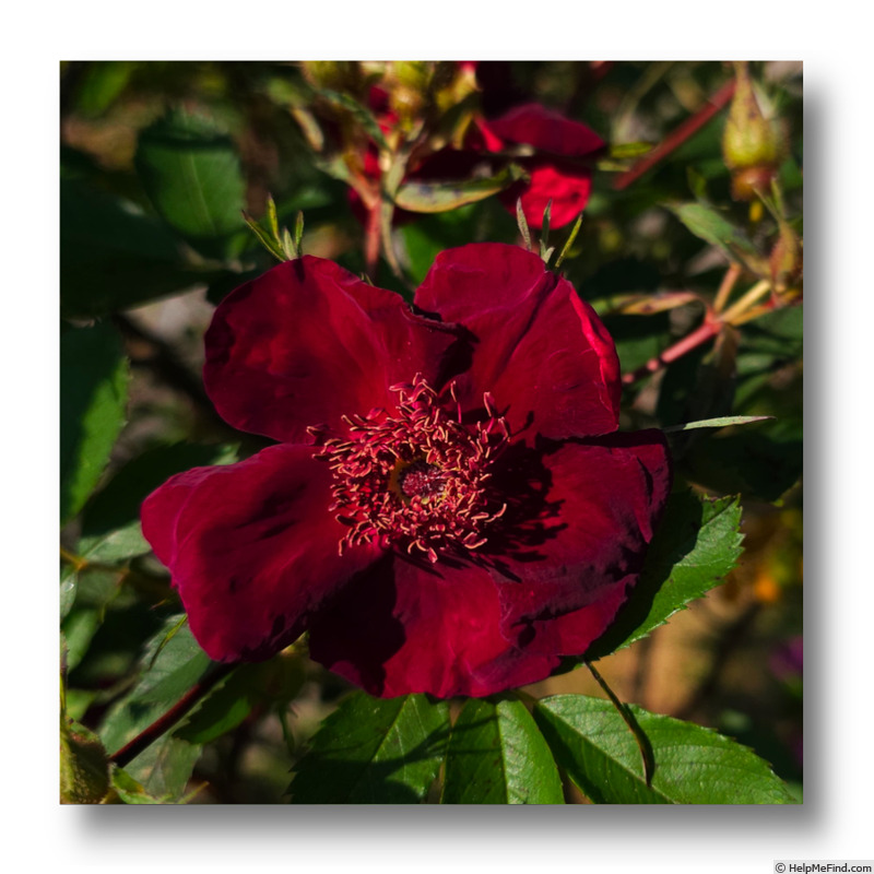 'Basye's Purple Rose' rose photo