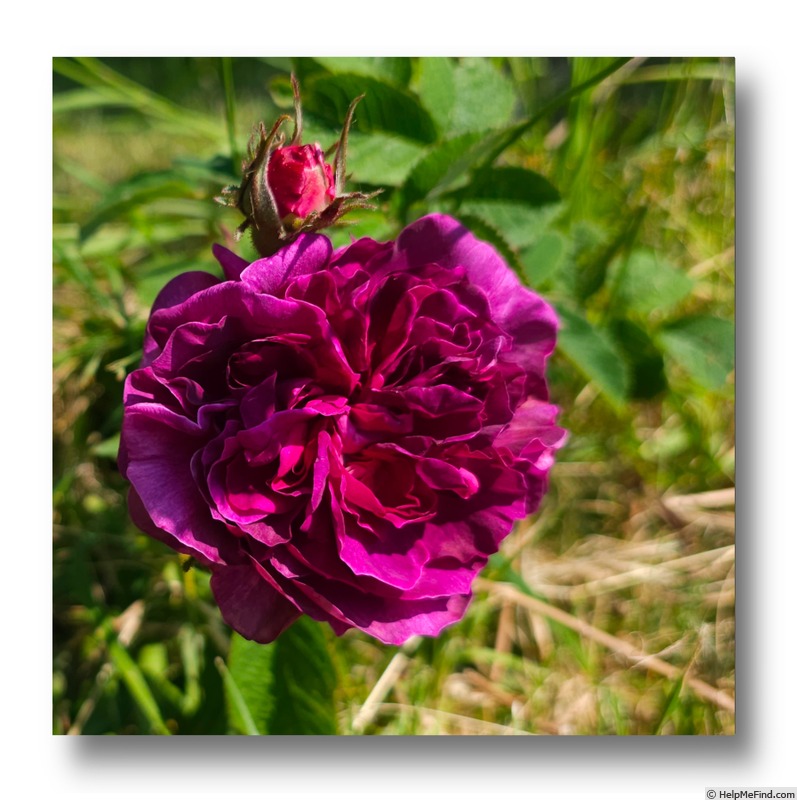 'Robert le Diable (centifolia, Unknown, pre 1849)' rose photo