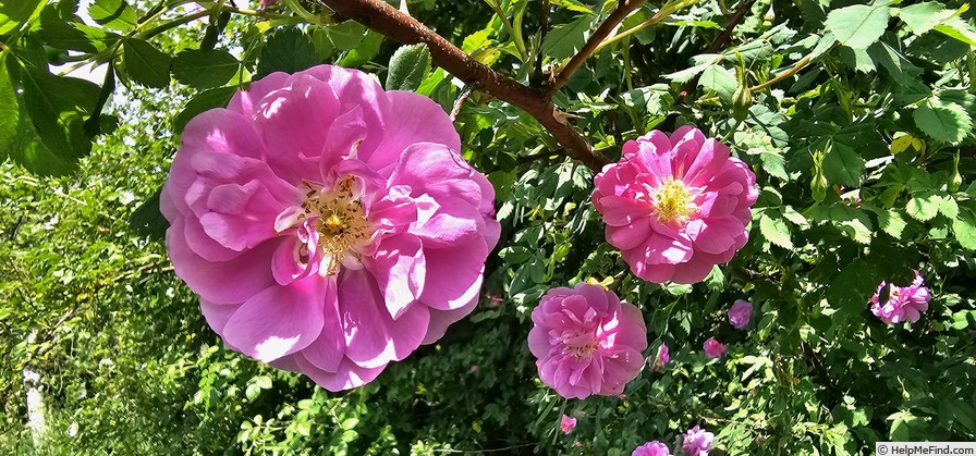 'R. californica plena' rose photo