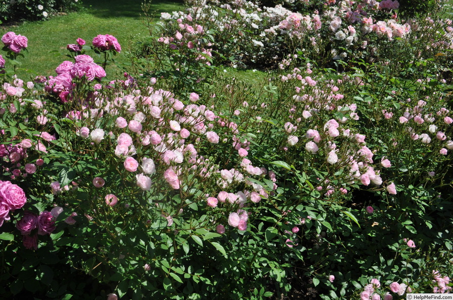 'Mozart's Lady' rose, click to enlarge 'Mozart's Lady' rose photo