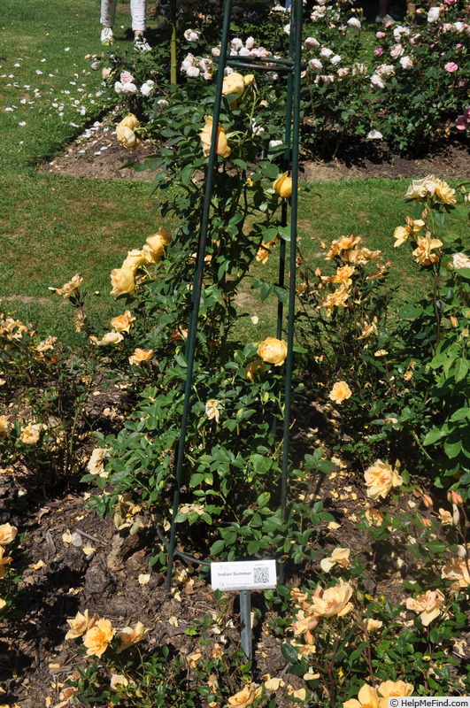 'Indian summer (climber, Scarman, 2010)' rose photo