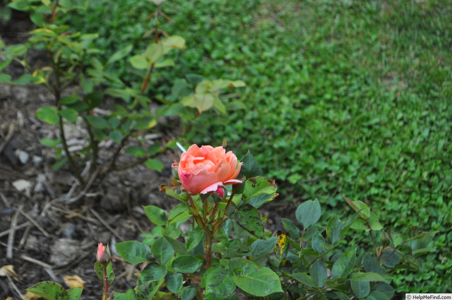 'Koraalroze Scarman' rose photo