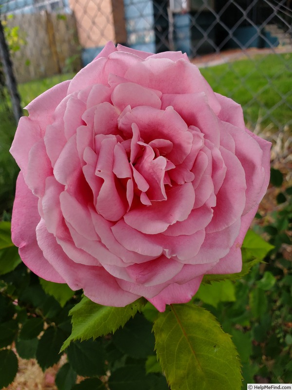 'Lambert Closse' rose photo