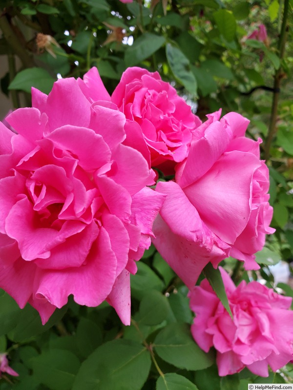 'Zéphirine Drouhin (bourbon, Bizot 1868)' rose photo