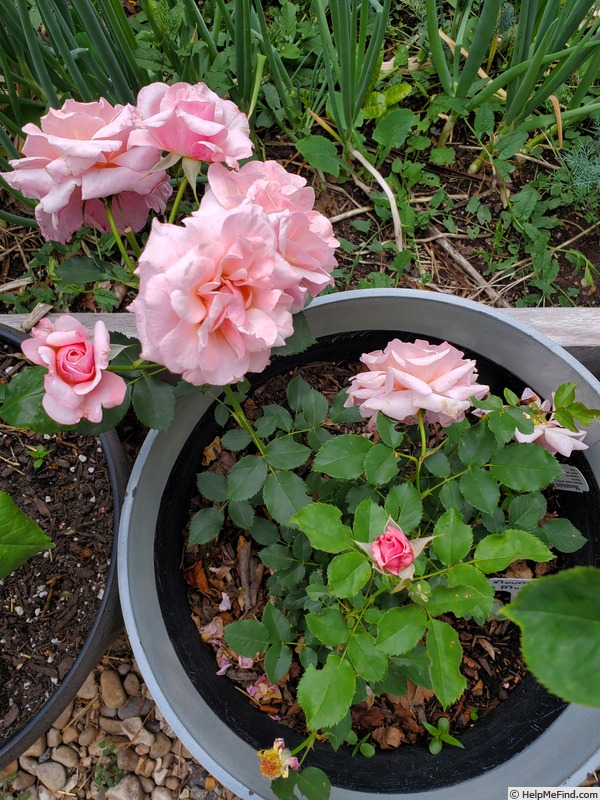'Mountain Music' rose photo