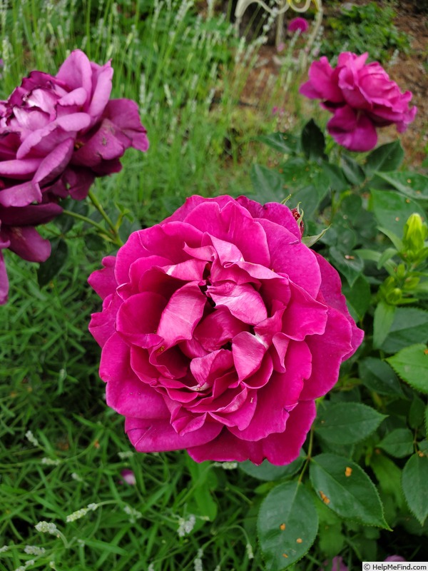 'Intrigue (floribunda, Warriner 1982)' rose photo