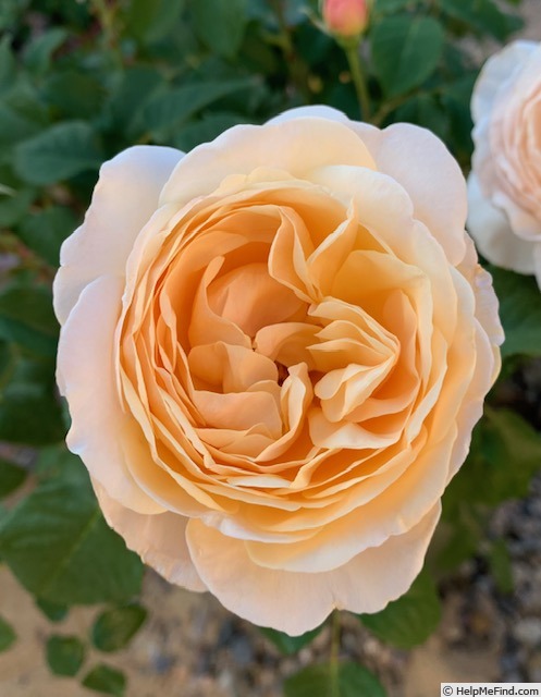 'Moonlight in Paris ™' rose photo