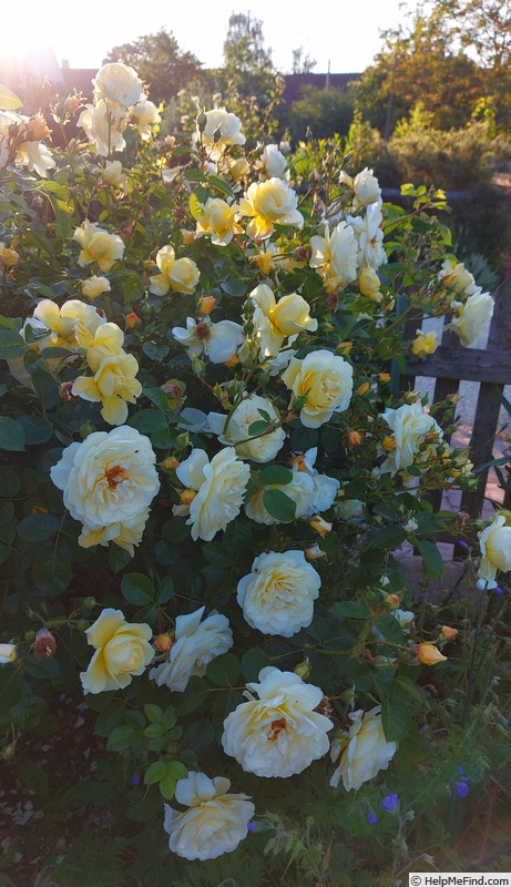 'Northern Yellow' rose photo