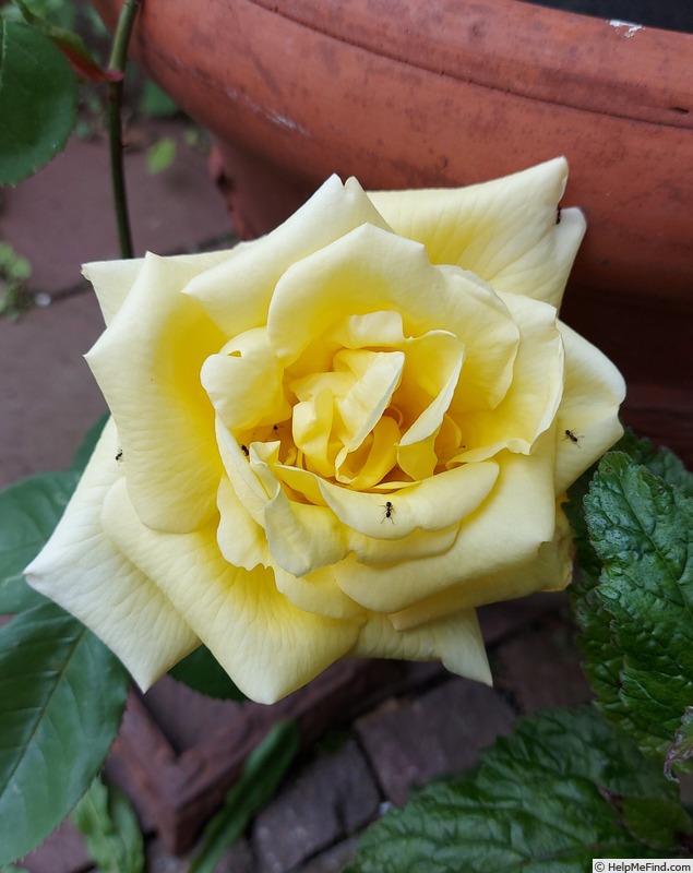 'Drei Gleichen' rose photo