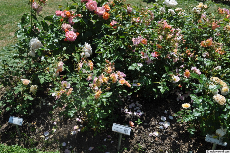 'Ettenbühl Sunrise' rose photo