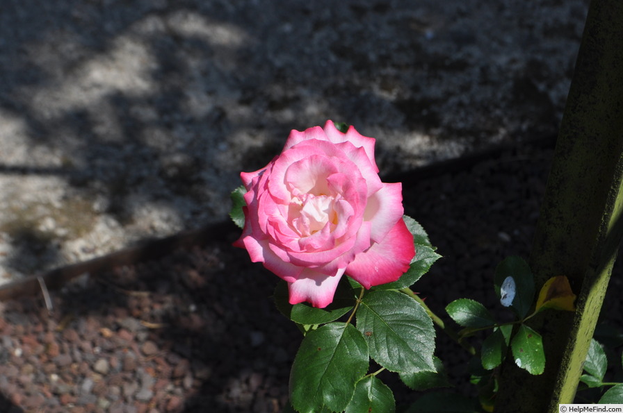 'Seika, Cl.' rose photo