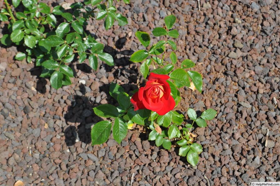 'Kibō' rose photo