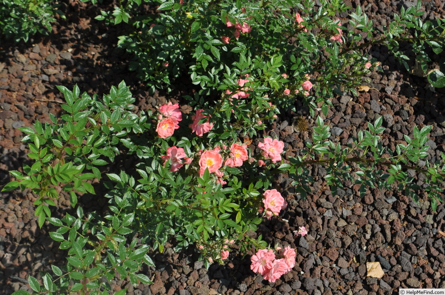 'Hanami-Gawa' rose photo