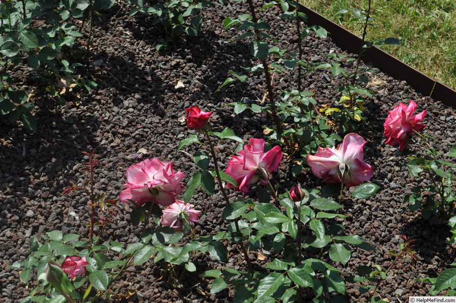 'Seika' rose photo