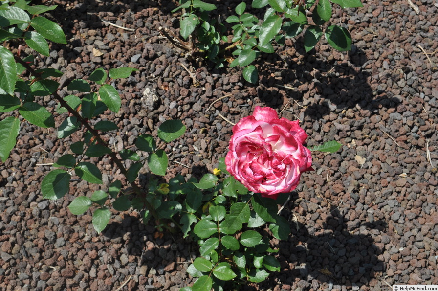 'Seika' rose photo