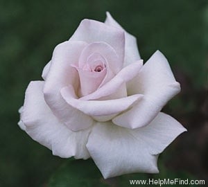 'Natasha Monet' rose photo