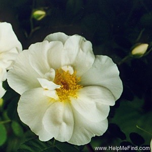 'Nevada (shrub, Dot, 1927)' rose photo