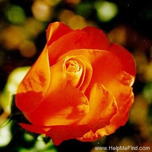 'New Year ®' rose photo