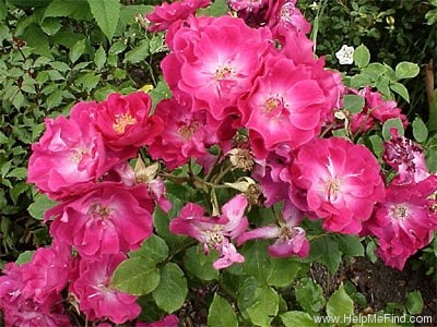 'Nur Mahál' rose photo