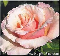 'Oyster Pearl' rose photo