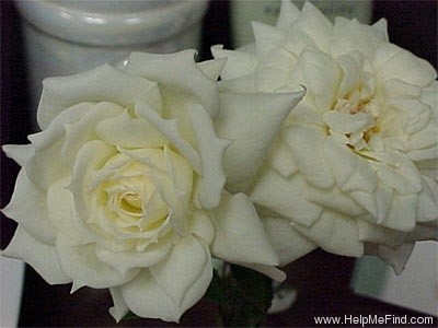 'Pacesetter' rose photo