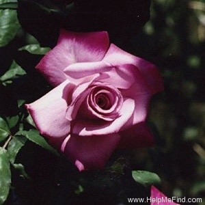 'Paradise ™ (hybrid tea, Weeks 1975)' rose photo