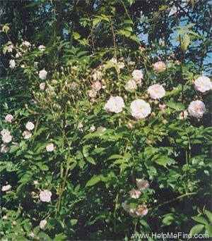 'Paul's Himalayan Musk Rambler' rose photo