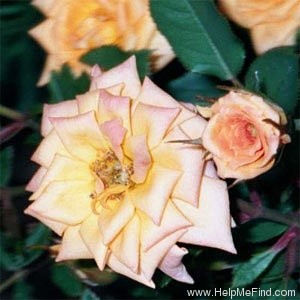 'Peach Brandy' rose photo