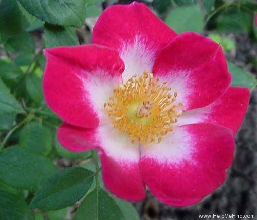 'Peggy T ™' rose photo