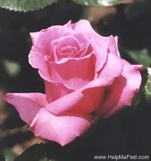 'Perfume Beauty ™' rose photo