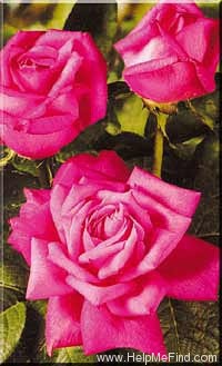 'Perfume Delight' rose photo