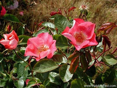 'Pink Meidiland ®' rose photo