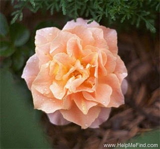 'Prairie Sunrise (Shrub, Buck, 1992)' rose photo