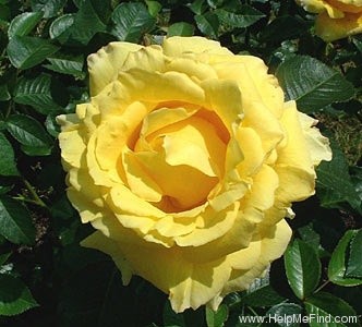 'Princess Michael of Kent ®' rose photo