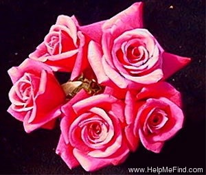 'Purple Dawn' rose photo