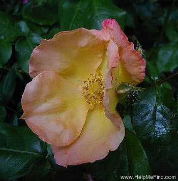'Radway Sunrise' rose photo