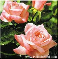 'Barbara Bush ™' rose photo
