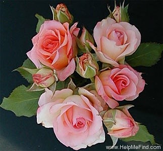 'Rejoice' rose photo