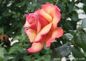 'Remember Me ®' rose photo