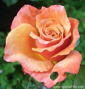 'Remember Me ® (hybrid tea, Cocker, 1979)' rose photo